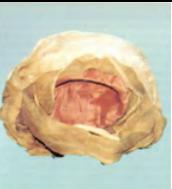 corredo, funebre, femminile (seconda metà XVI)