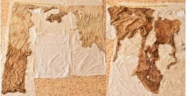 lenzuolo, femminile (seconda metà XVI)