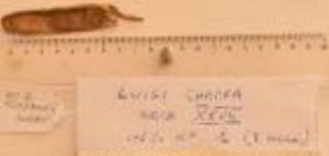 guanto, maschile (seconda metà XVI SECOLO)