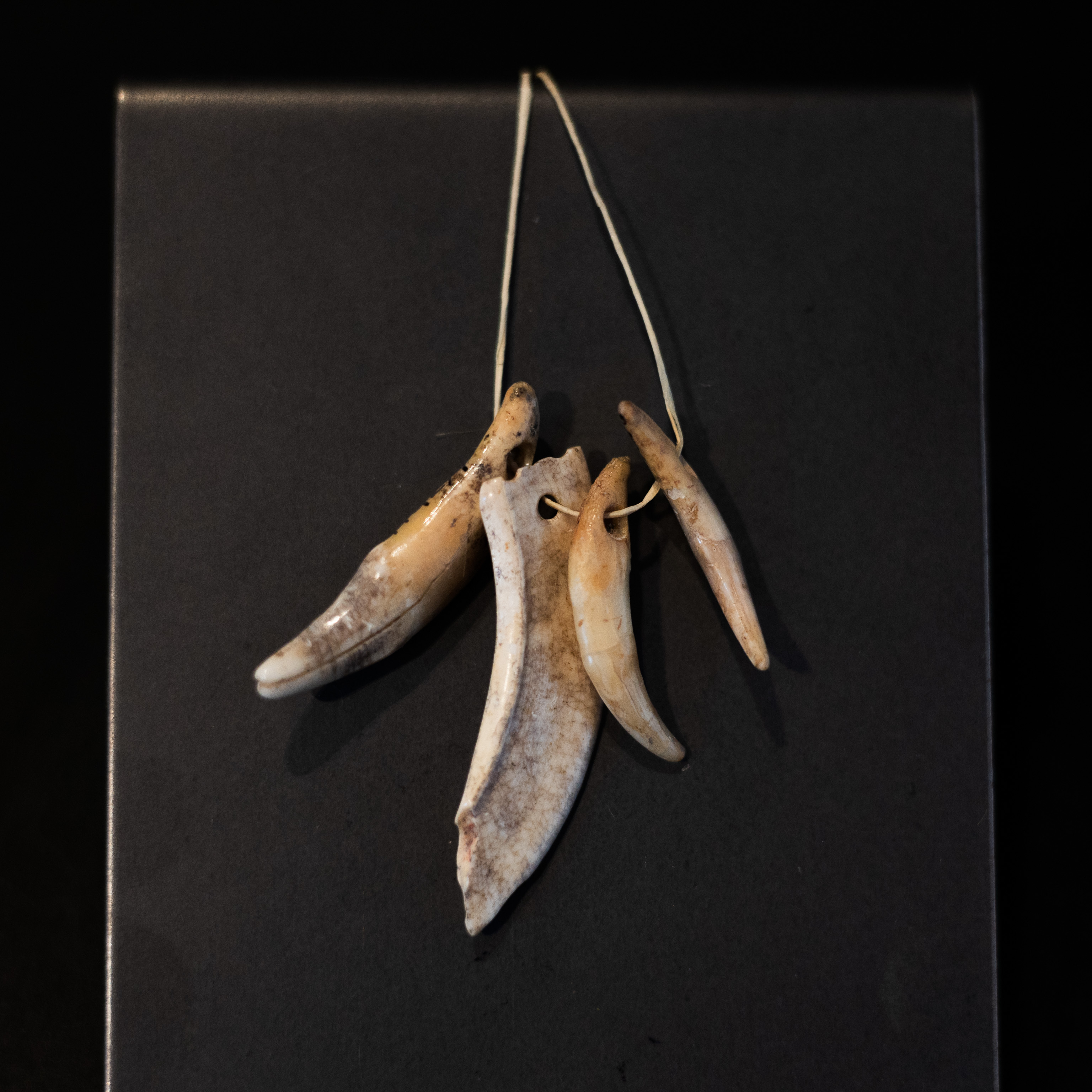 pendaglio, Pendaglio su dente di squalo (metà MILLENNI/ V millennio a.C)