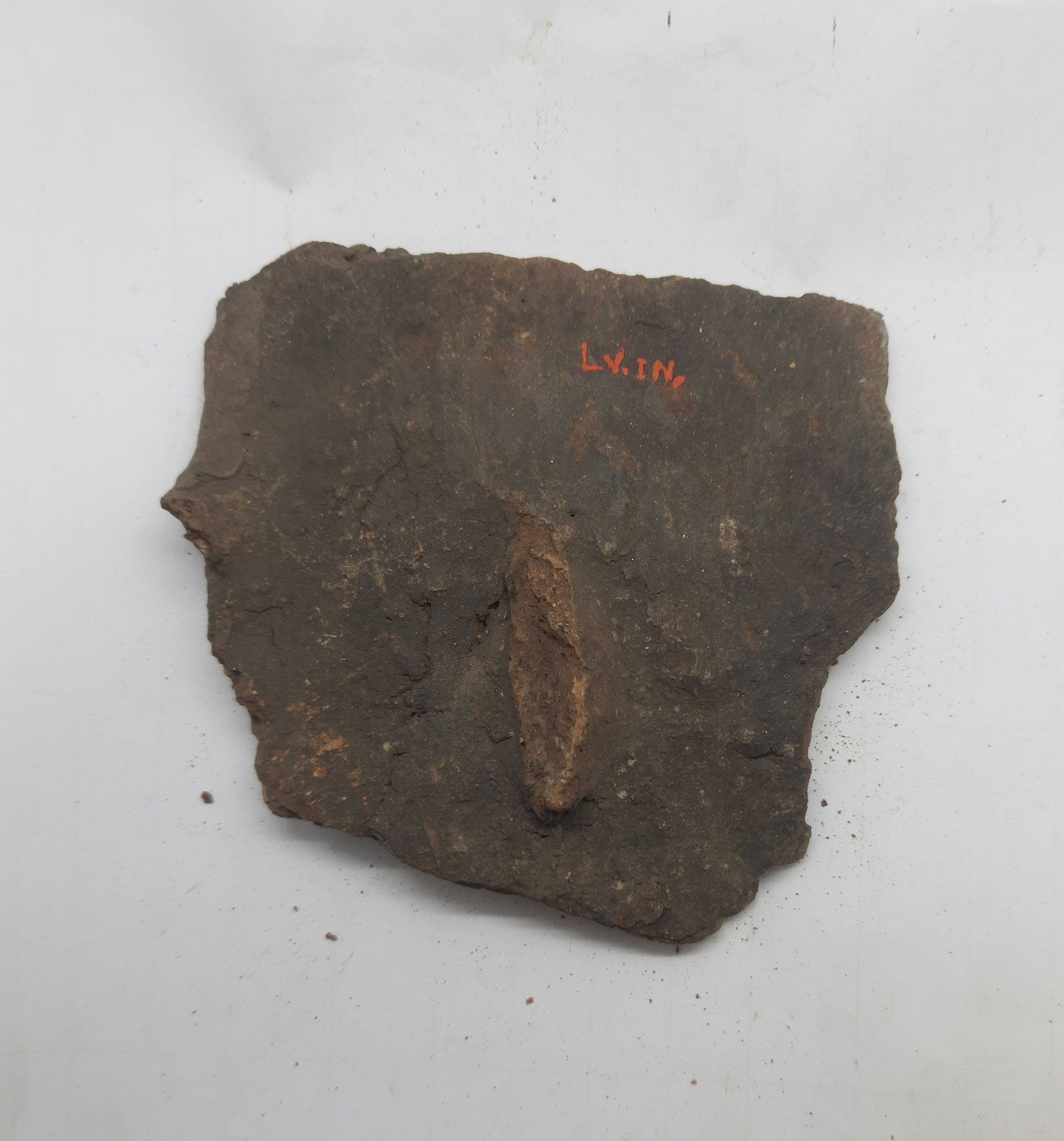 SINGOLO OGGETTO/ frammento, PERIODIZZAZIONI/ PROTOSTORIA/ Età del Ferro