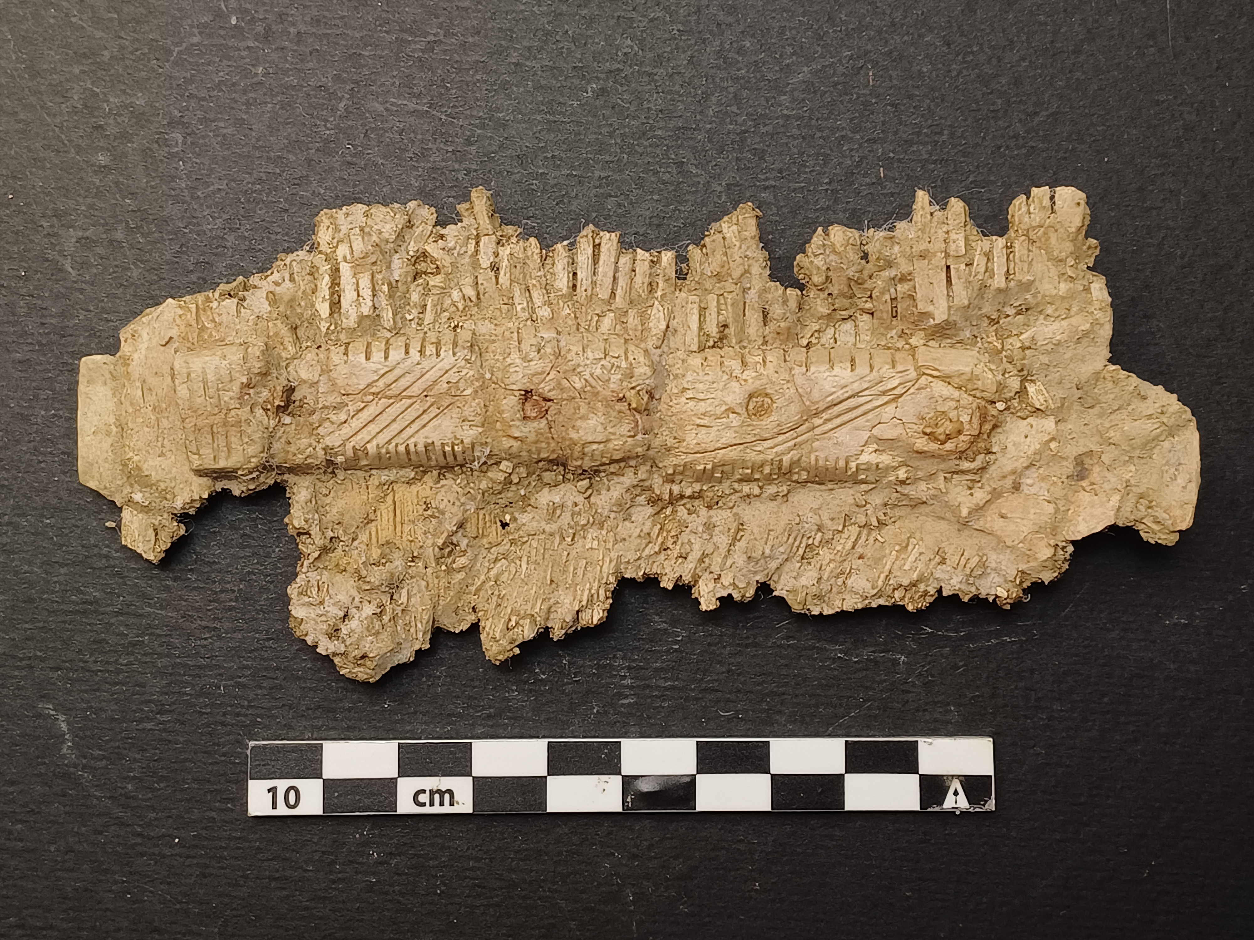 SINGOLO OGGETTO/ pettine, PERIODIZZAZIONI/ STORIA/ Età medievale/ Alto Medioevo