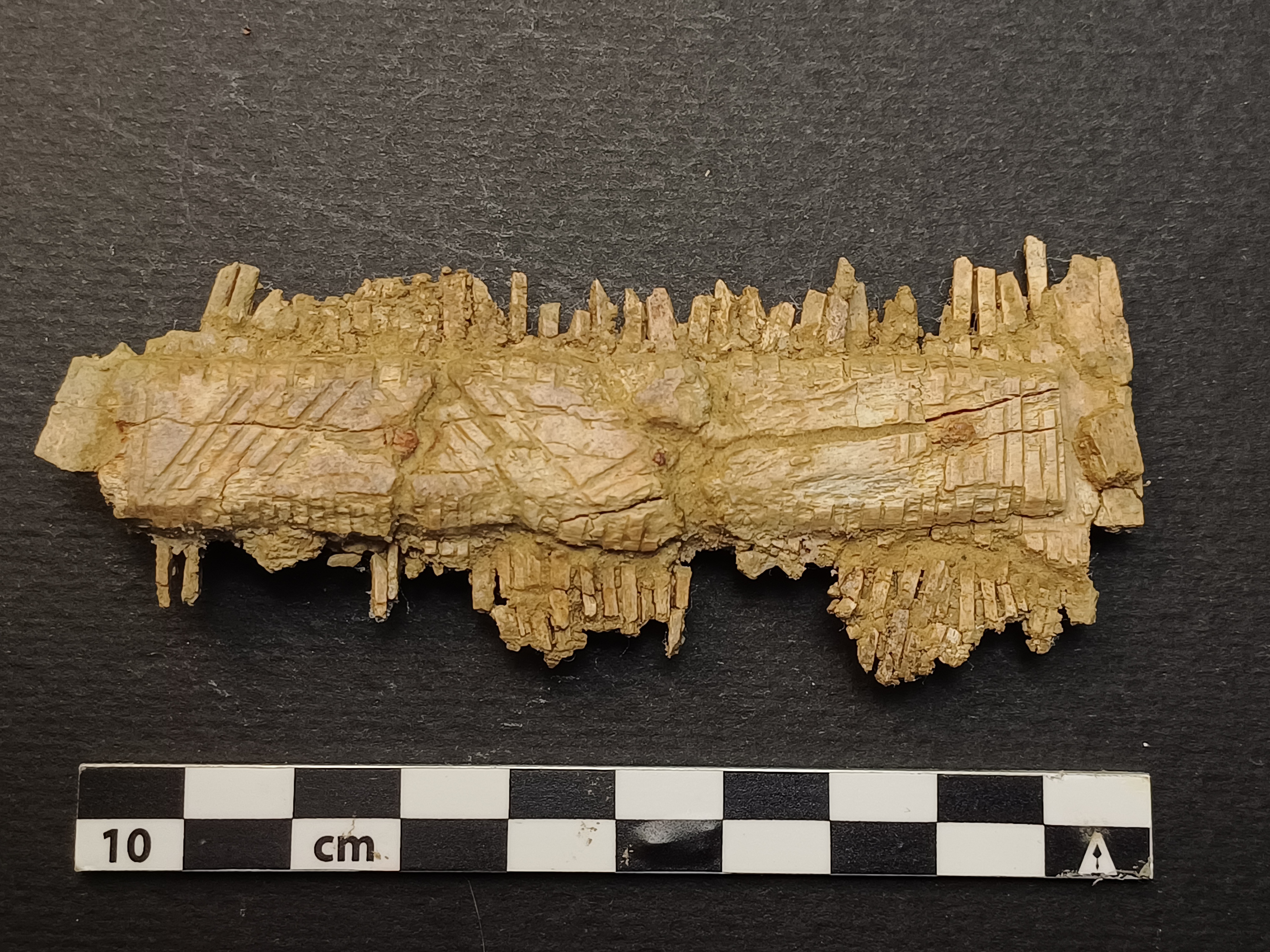 SINGOLO OGGETTO/ pettine, PERIODIZZAZIONI/ STORIA/ Età medievale/ Alto Medioevo