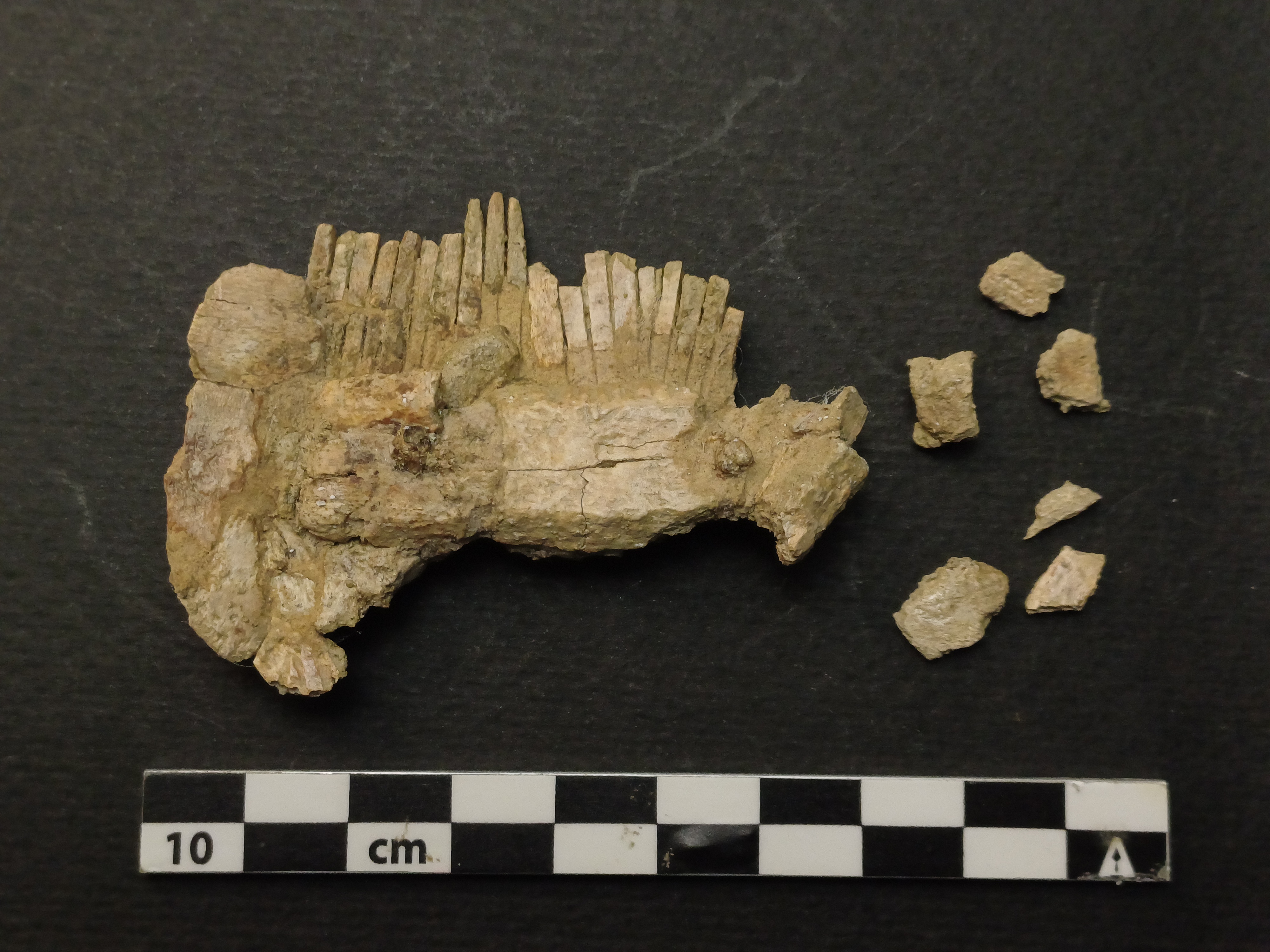 SINGOLO OGGETTO/ pettine, PERIODIZZAZIONI/ STORIA/ Età medievale/ Alto Medioevo