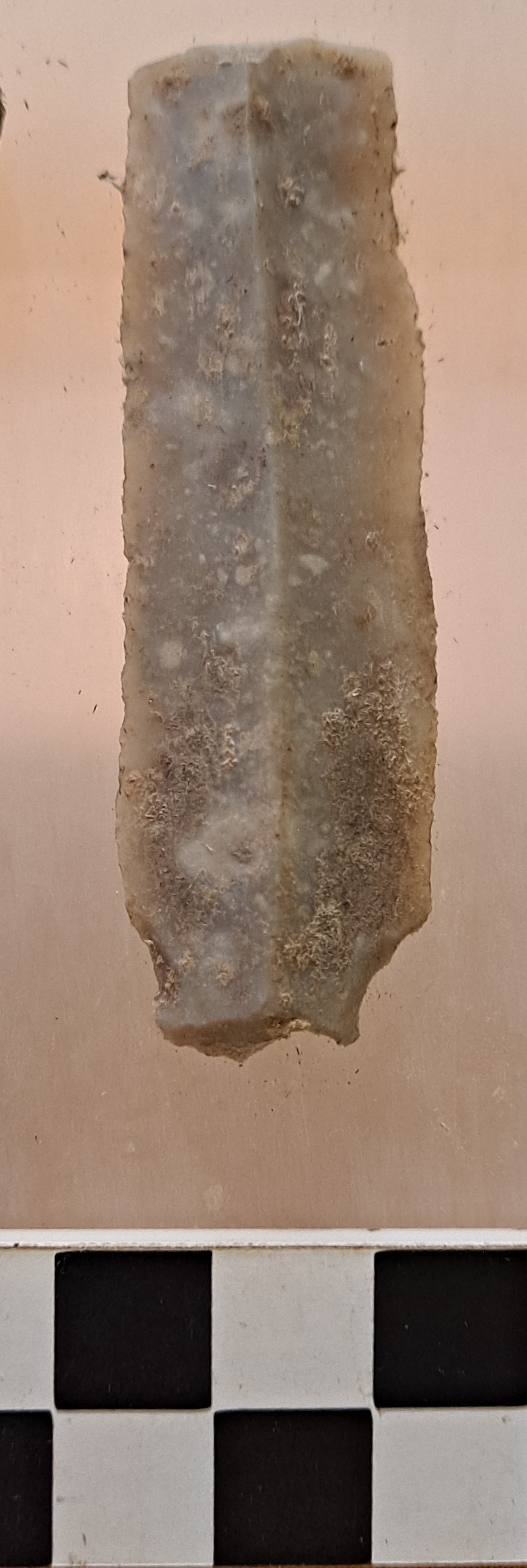 lama (PERIODIZZAZIONI/ PREISTORIA/ Paleolitico/ Paleolitico superiore)