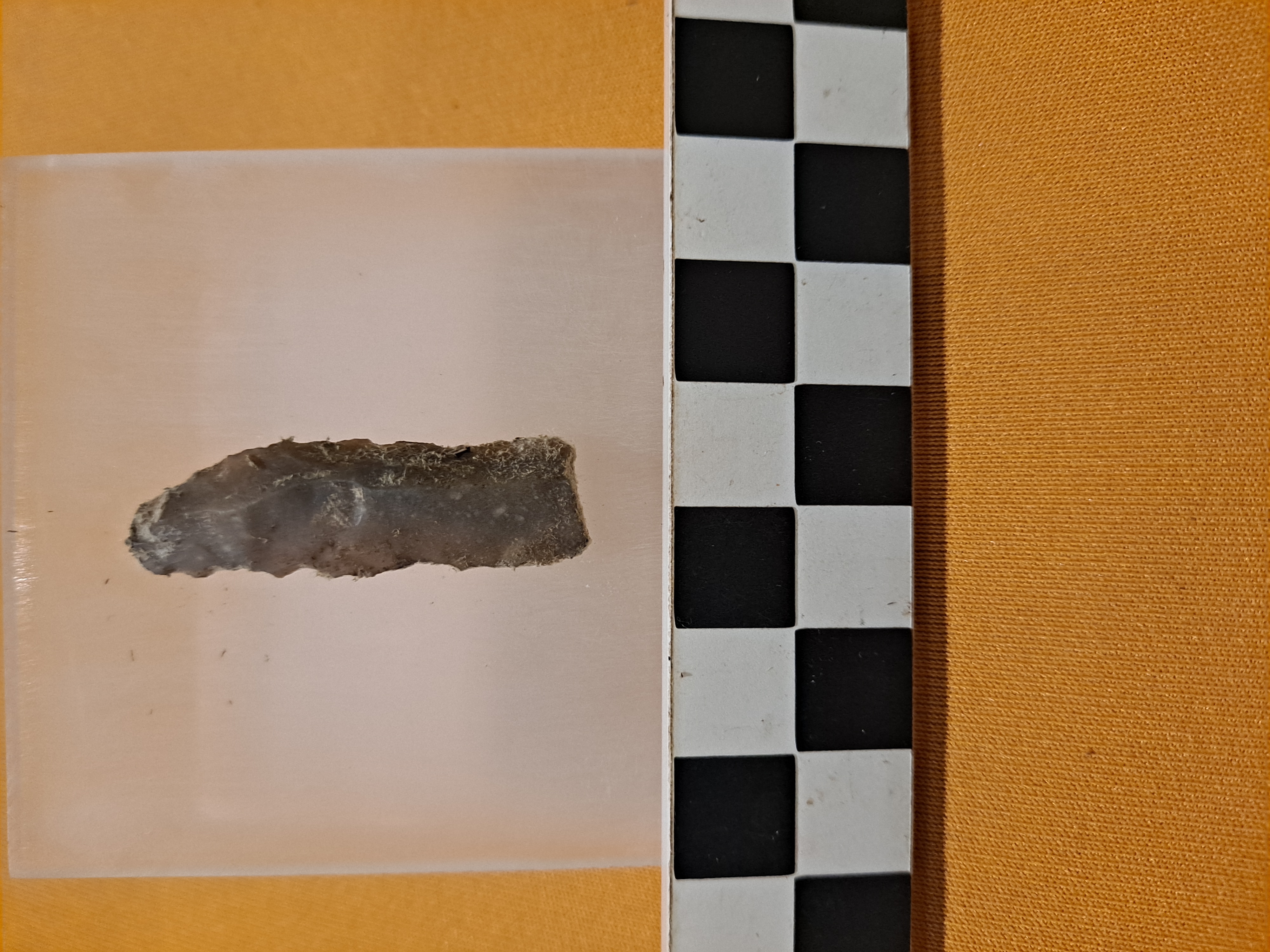 lama (PERIODIZZAZIONI/ PREISTORIA/ Paleolitico/ Paleolitico superiore)