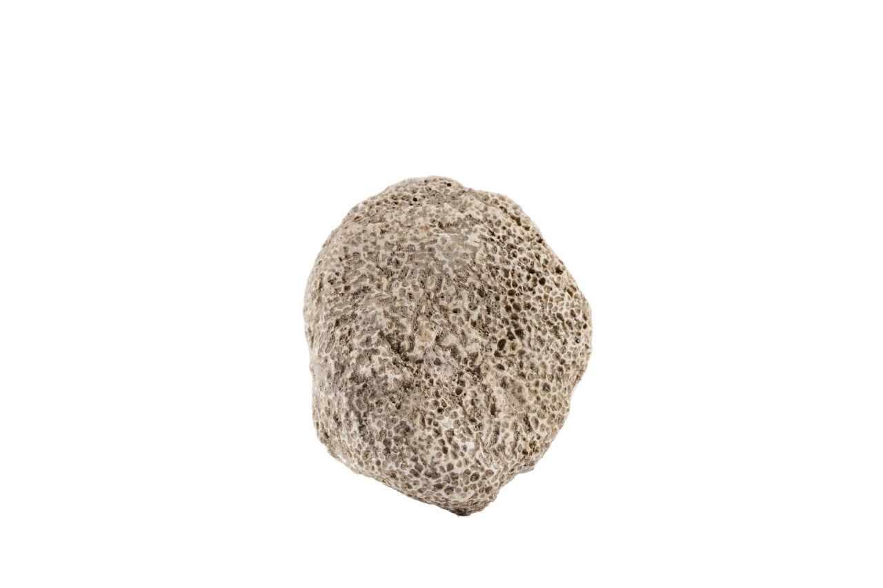 conchiglia, Marina a valve della famiglia delle Ostreidae (79 d.C)