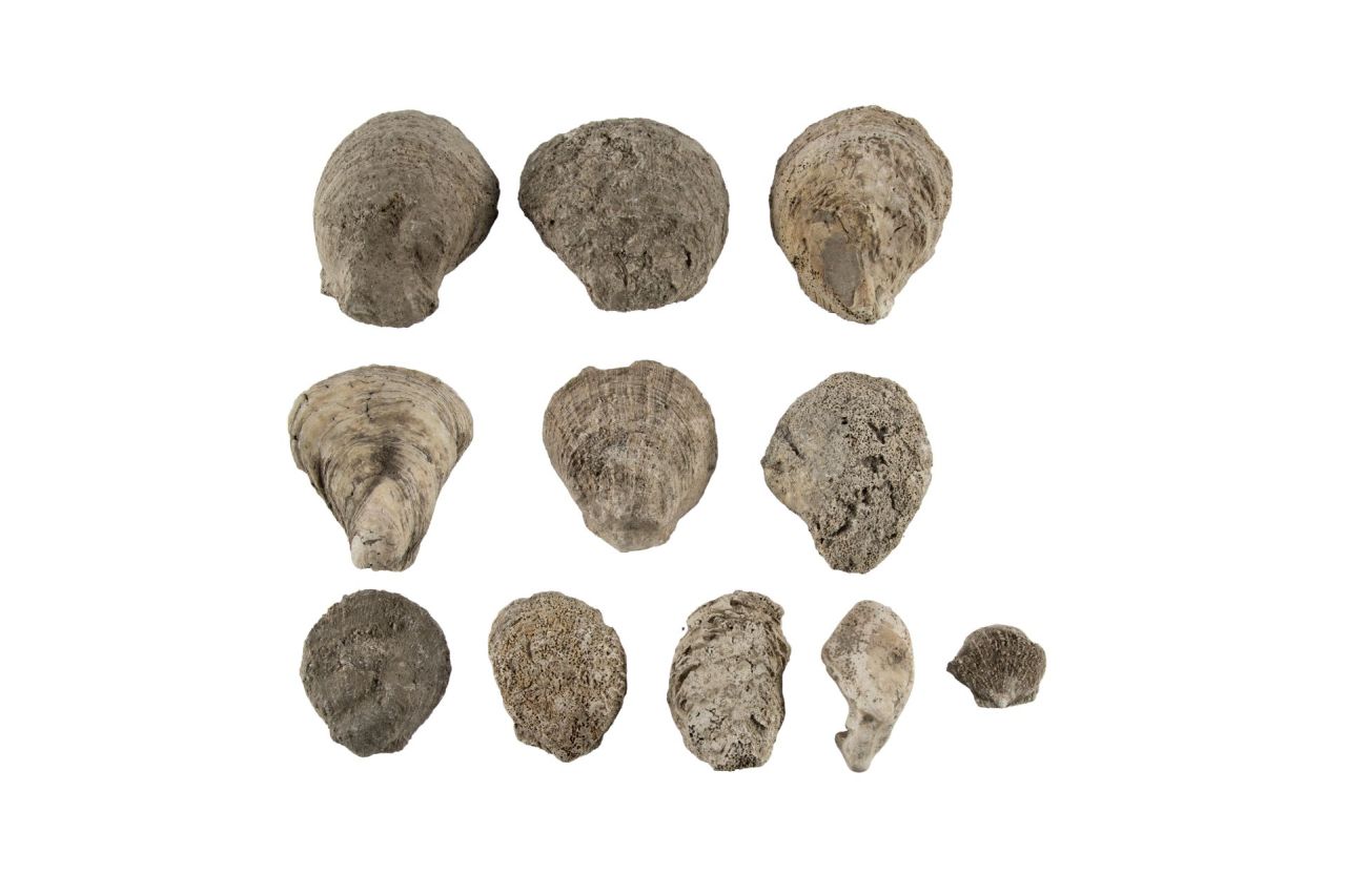 conchiglia, Marina a valve della famiglia delle Ostreidae (79 d.C)