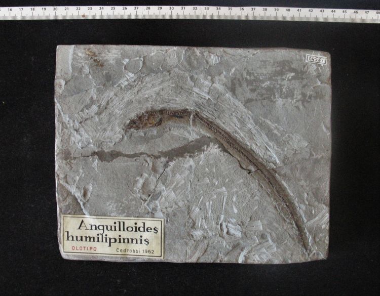 fossile (pesce su lastra, esemplare)