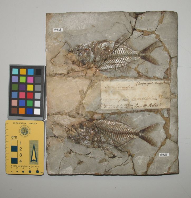 fossile (pesce su lastra, esemplare)