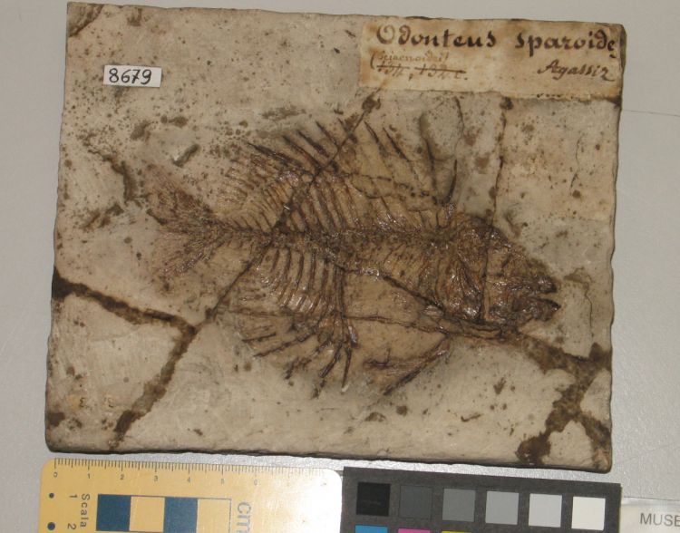 fossile (pesce su lastra, esemplare)