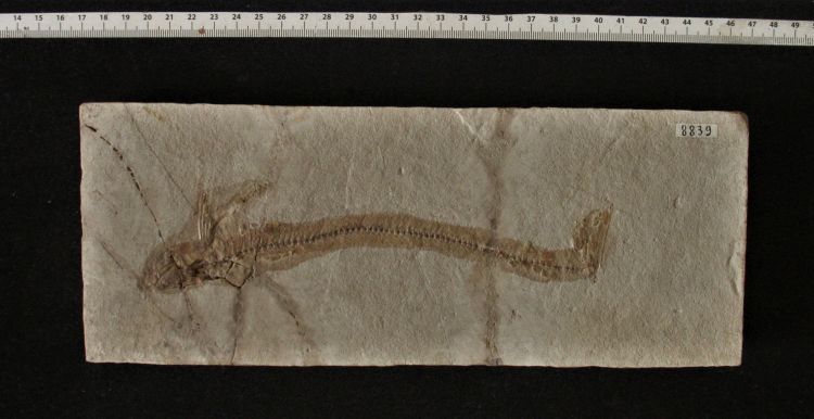 fossile (pesce su lastra, esemplare)