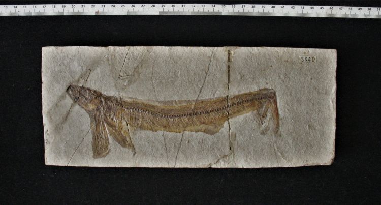 fossile (pesce su lastra, esemplare)