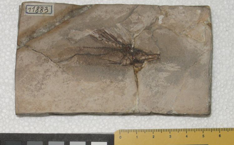 fossile (pesce su lastra, esemplare)