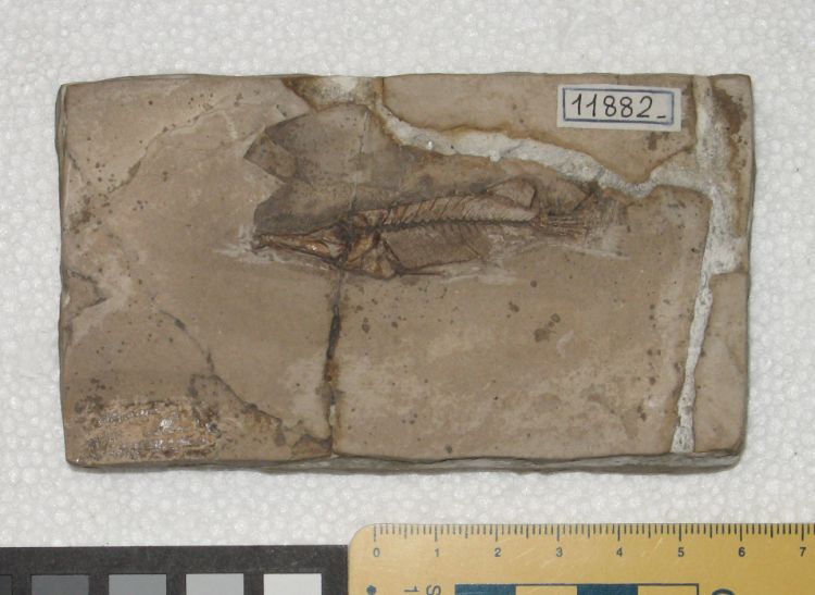 fossile (pesce su lastra, esemplare)