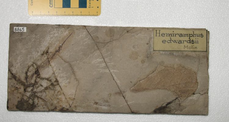 fossile (pesce e foglia su lastra, associazione fossile)