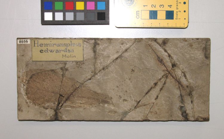 fossile (pesce e foglia su lastra, associazione fossile)