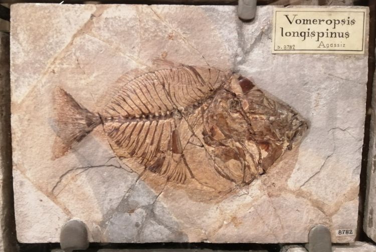 fossile (pesce su lastra, esemplare)