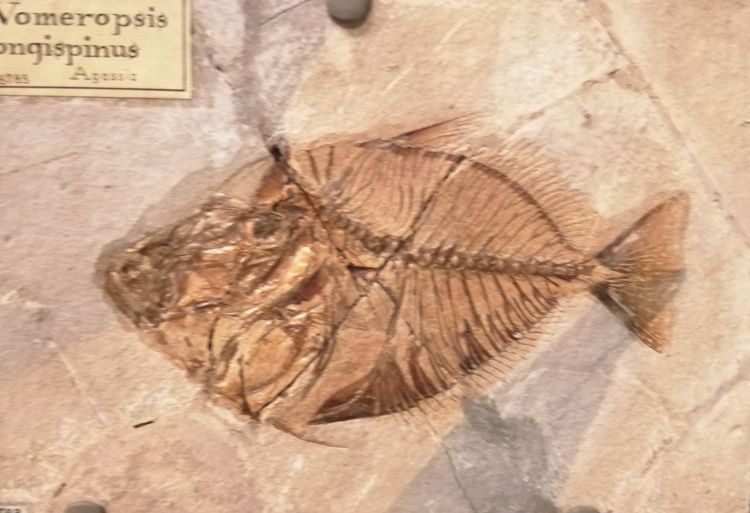 fossile (pesce su lastra, esemplare)