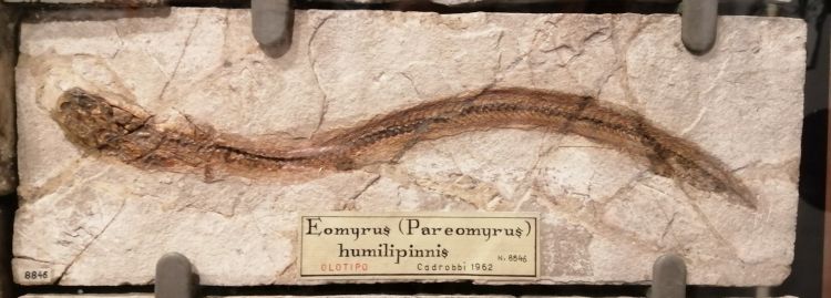 fossile (pesce su lastra, esemplare)