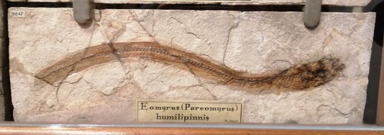 fossile (pesce su lastra, esemplare)