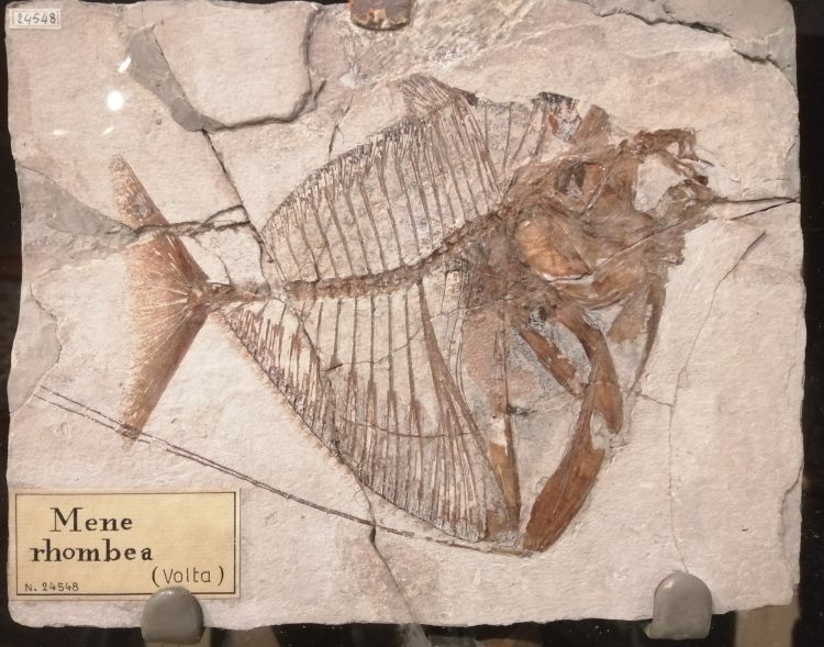 fossile (pesce su lastra, esemplare)