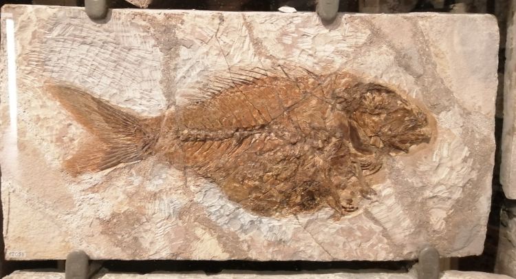fossile (pesce su lastra, esemplare)