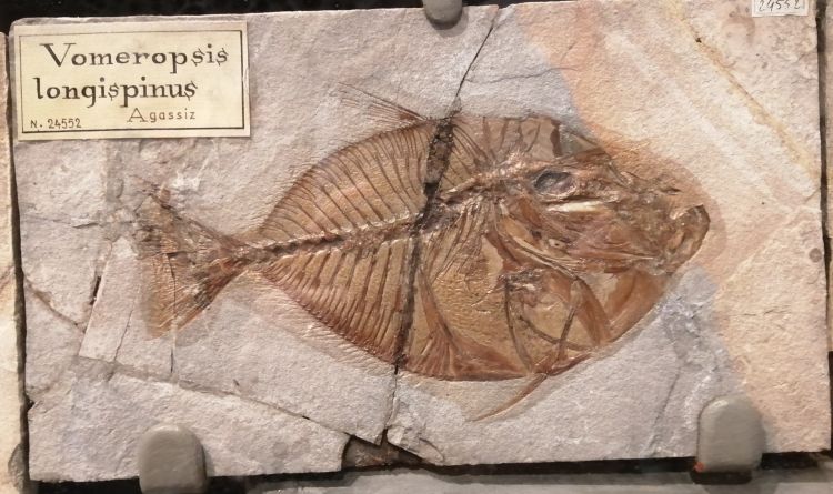 fossile (pesce su lastra, esemplare)