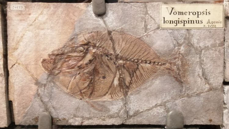 fossile (pesce su lastra, esemplare)