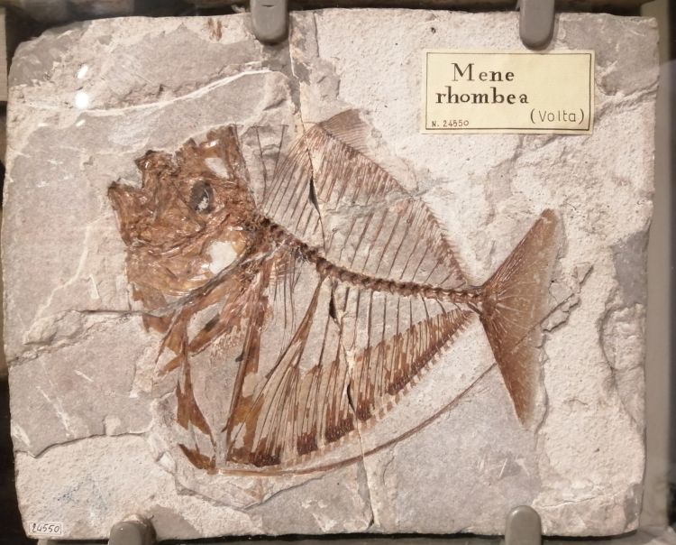 fossile (pesce su lastra, esemplare)