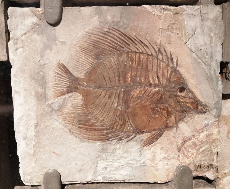 fossile (pesce su lastra, esemplare)