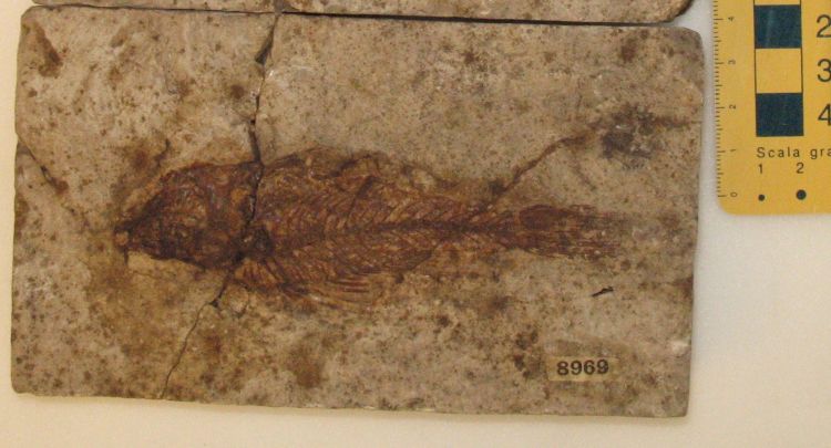 fossile (pesce su lastra)