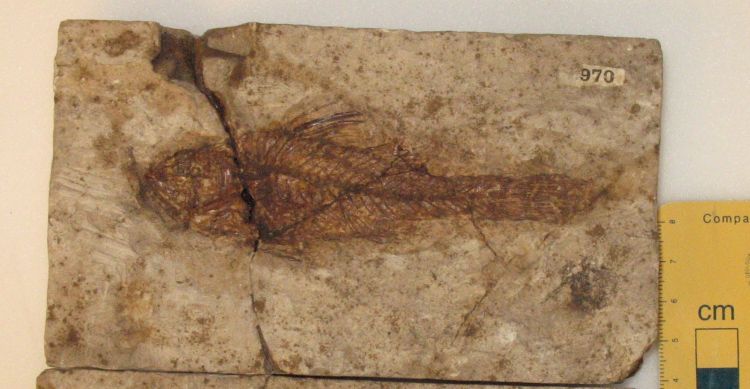 fossile (pesce su lastra)