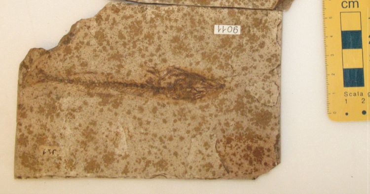 fossile (pesce su lastra)