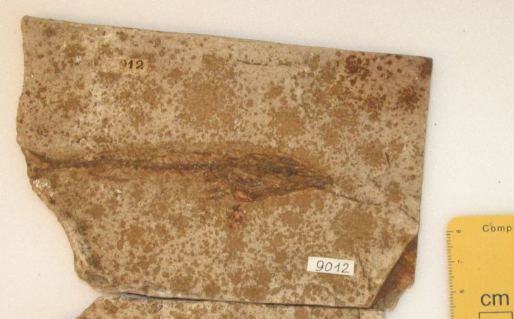 fossile (pesce su lastra)