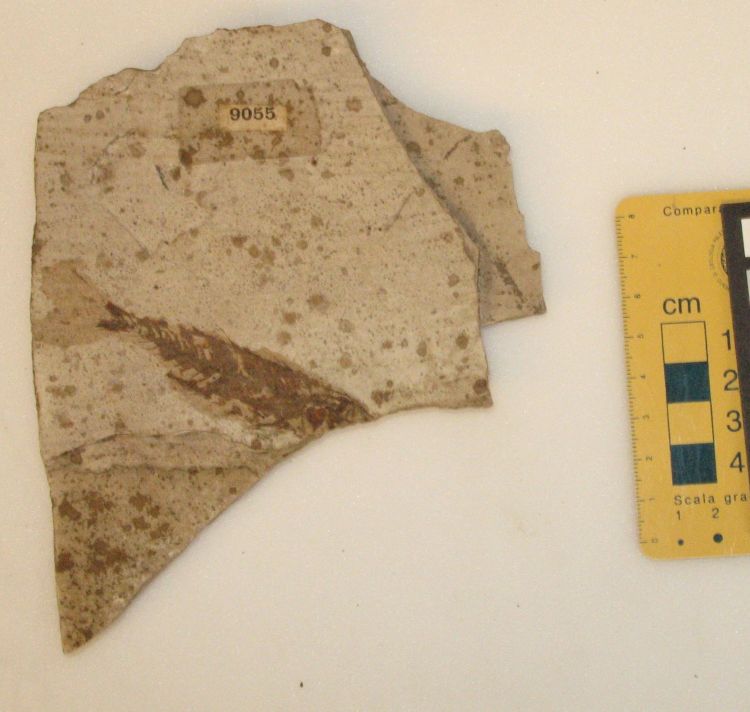 fossile (pesce su lastra)