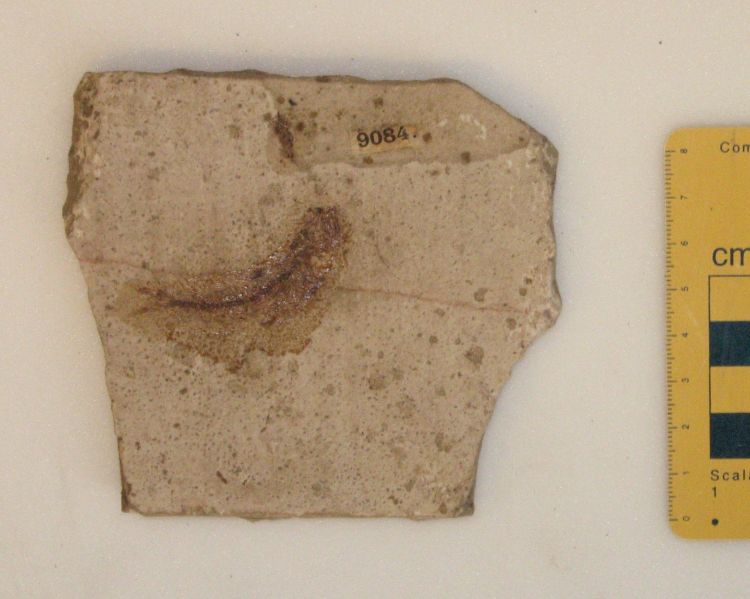 fossile (pesce su lastra)