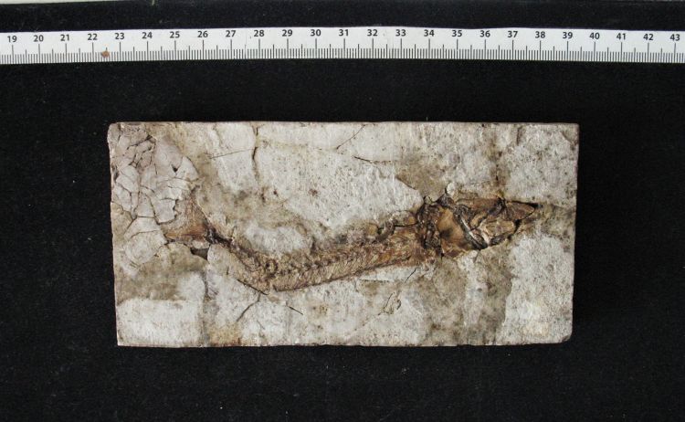 fossile (pesce su lastra)