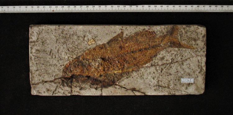 fossile (pesce su lastra)