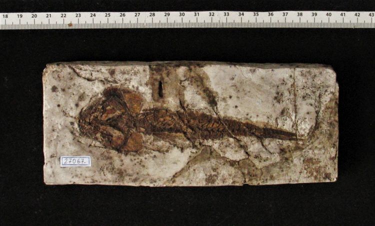 fossile (pesce su lastra)