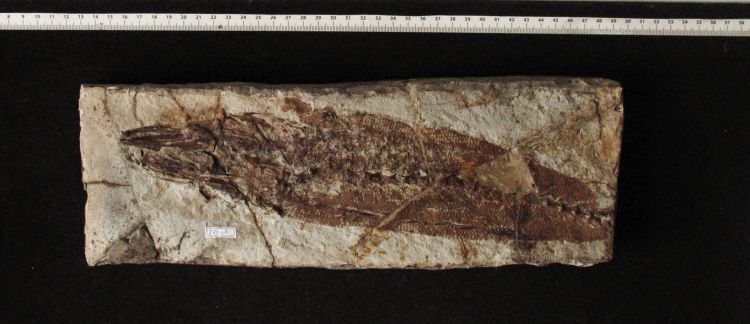 fossile (pesce su lastra)