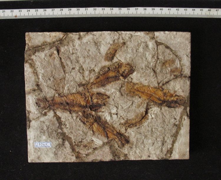 fossile (pesci su lastra, associazione fossile)