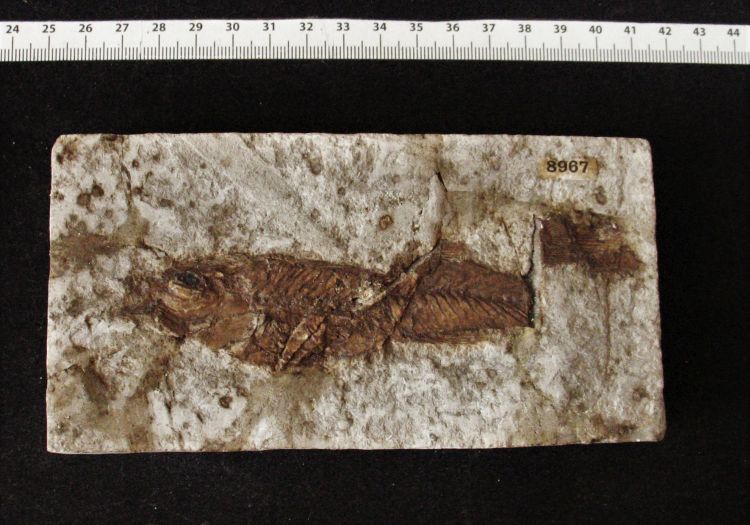 fossile (pesce su lastra)