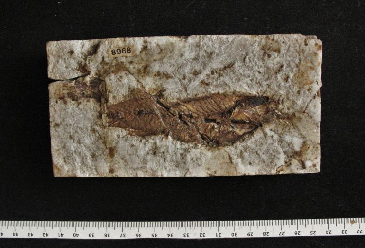 fossile (pesce su lastra)