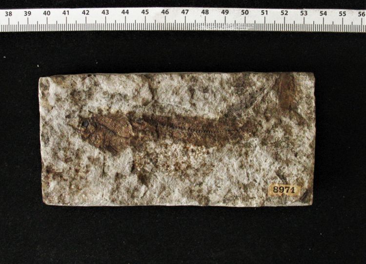 fossile (pesce su lastra)