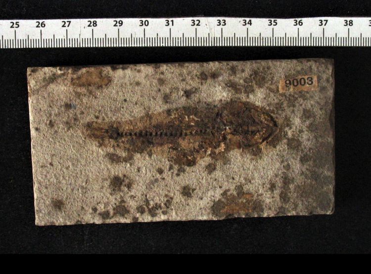 fossile (pesce su lastra)