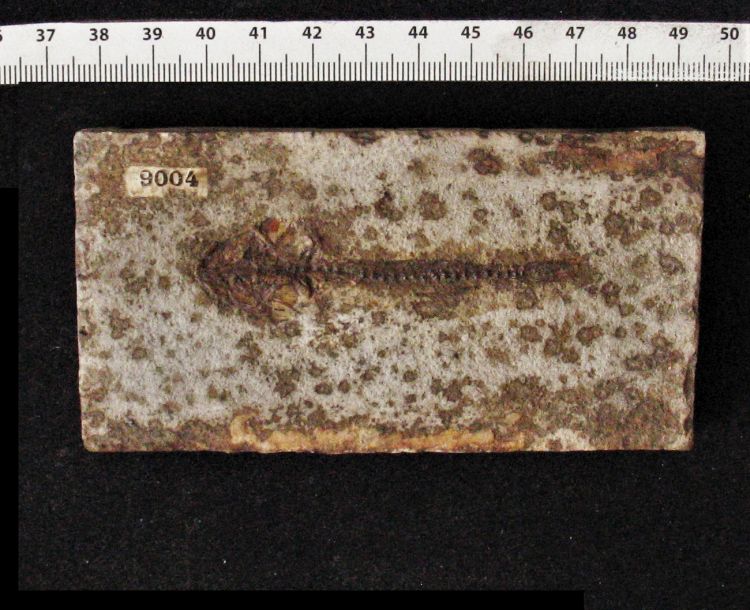 fossile (pesce su lastra)