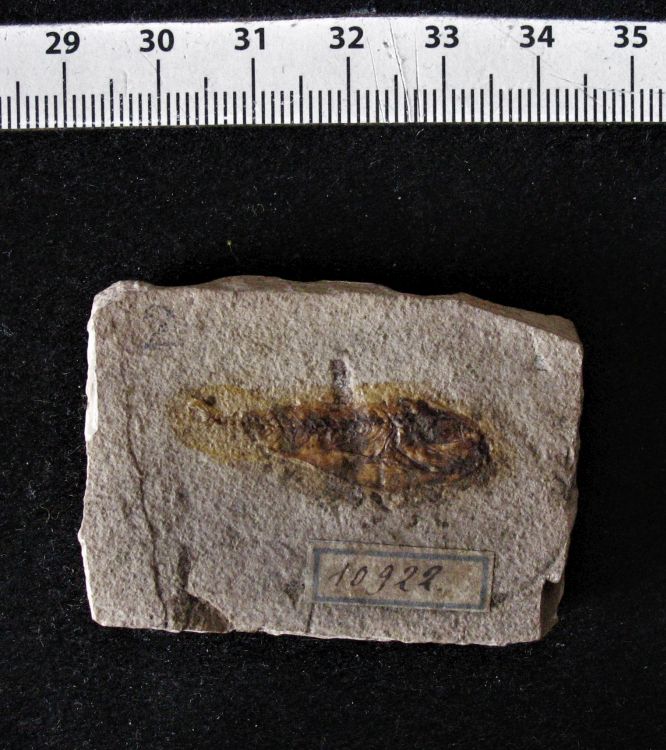 fossile (pesce su lastra)