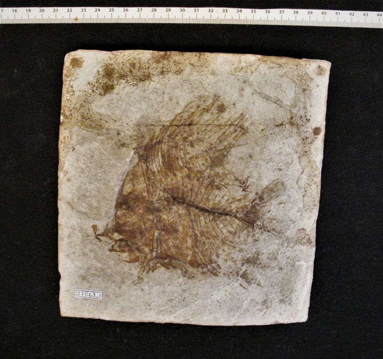 fossile (pesce su lastra)