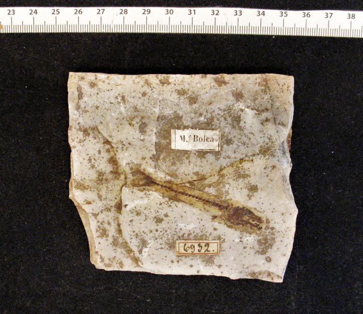 fossile (pesci su lastra, associazione fossile)